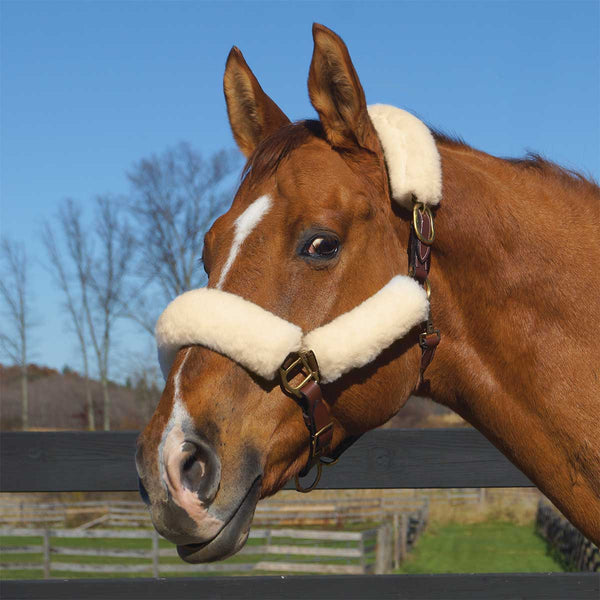 Toklat Halter Kit Wool Fleece